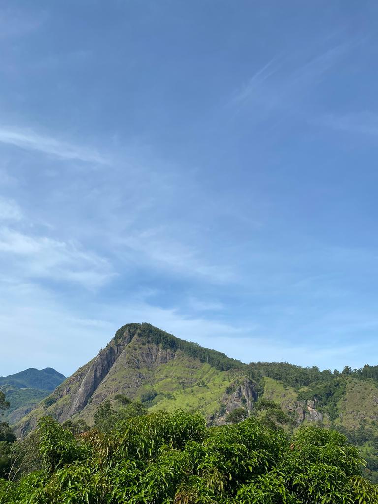 Nuwara Eliya Tea Plantation