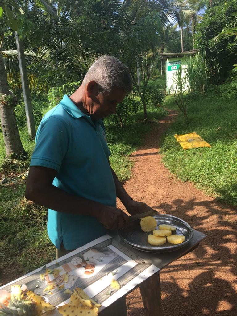 Tea terraces hill country Sri Lanka